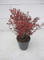 Preview: Coprosma Fireburst 2